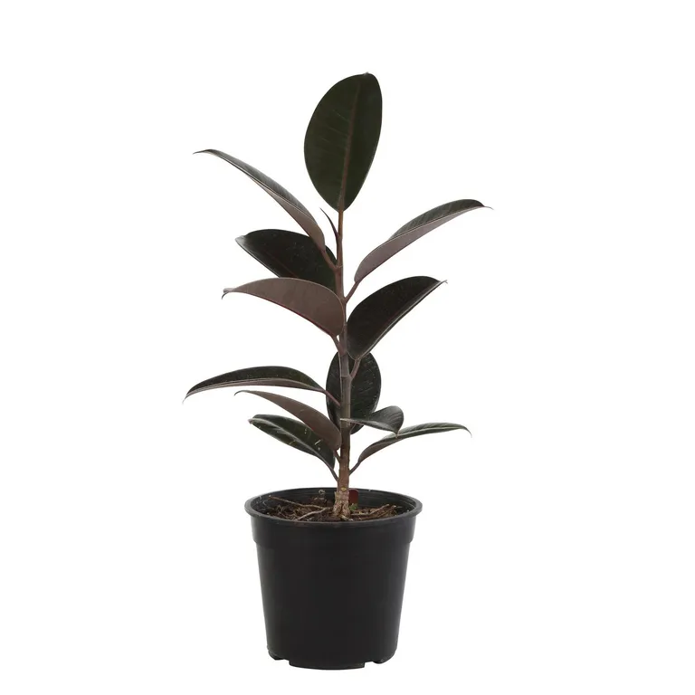 Gomero Variedades 30 cm Natural CT17