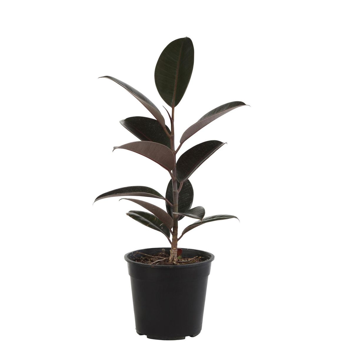 VIVEROS HIJUELAS - Gomero Variedades 30 cm Natural CT17