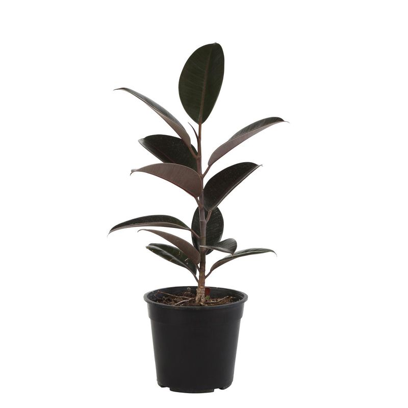 VIVEROS HIJUELAS - Gomero Variedades 30 cm Natural CT17