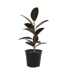 VIVEROS HIJUELAS - Gomero Variedades 30 cm Natural CT17