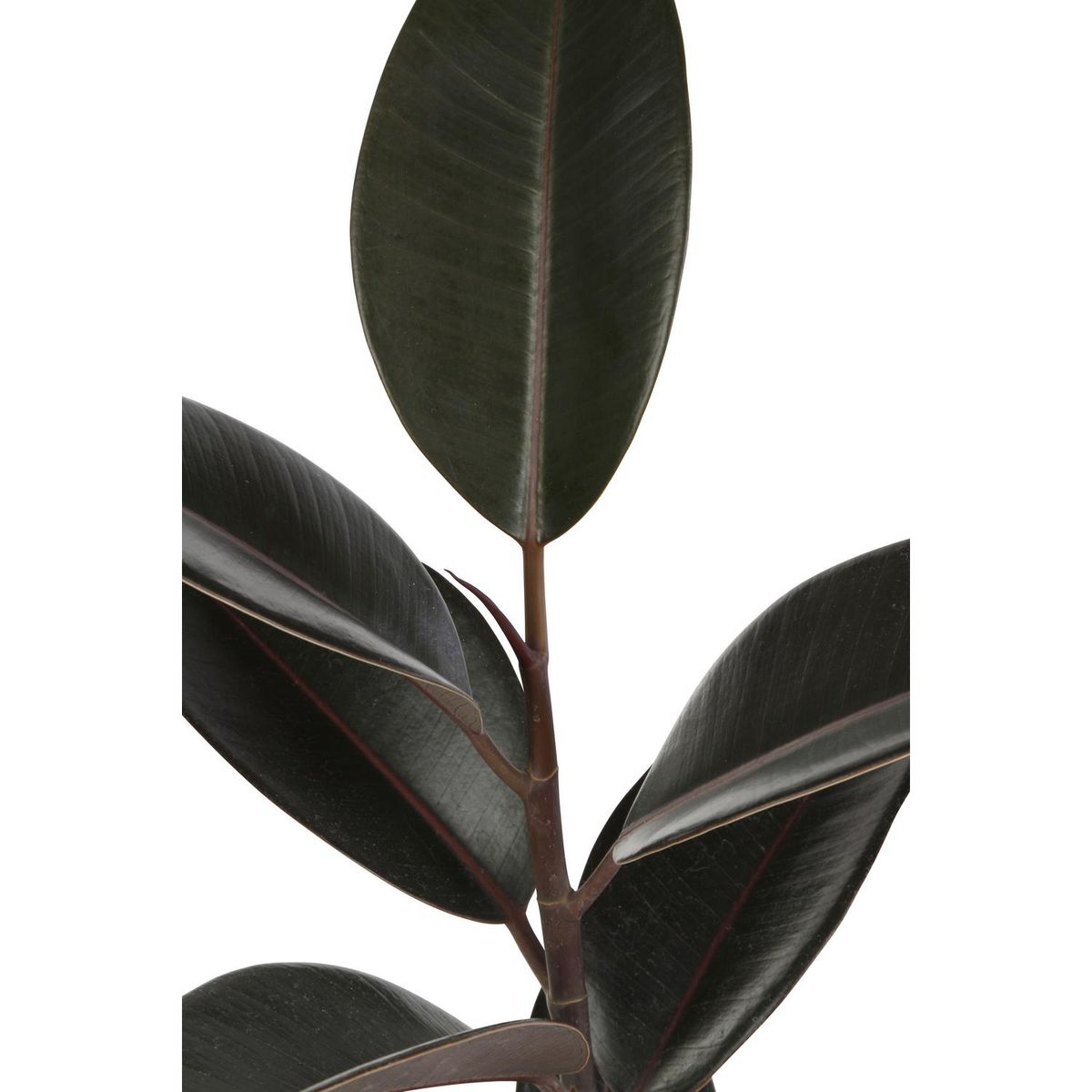 VIVEROS HIJUELAS - Gomero Variedades 30 cm Natural CT17