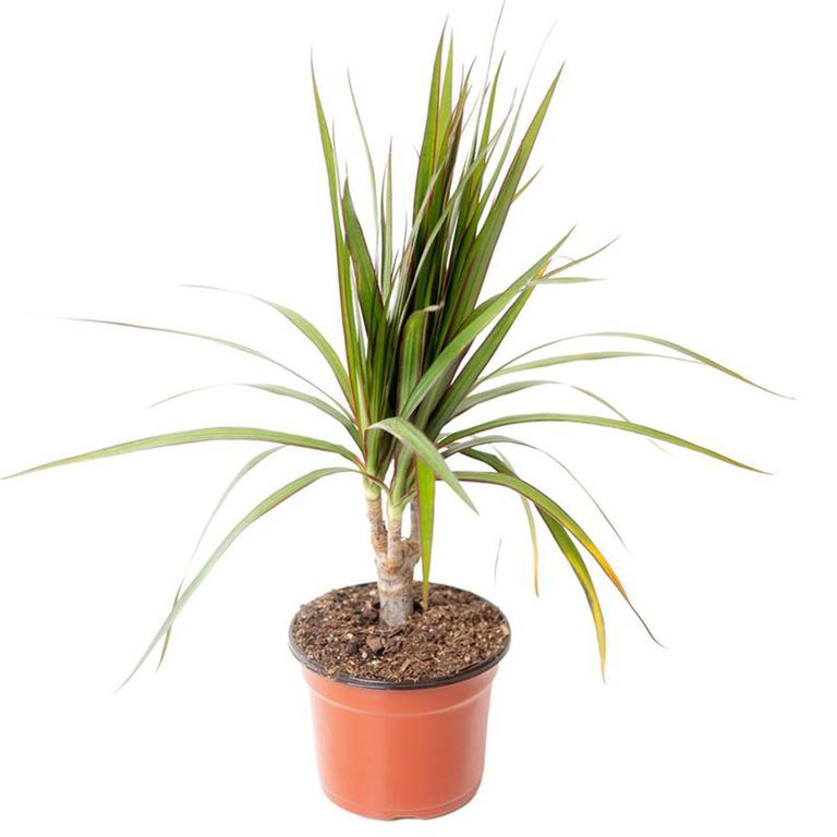 Planta Dracena Natural CT12.5