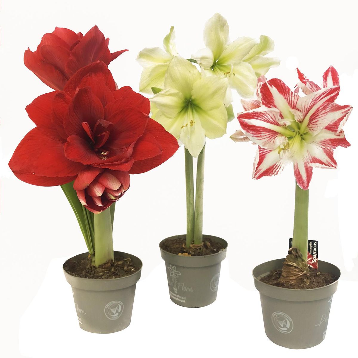 PAZ Y FLORA - Amaryllis Extra 30 cm Natural CT13
