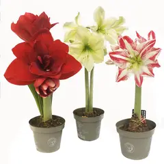 PAZ Y FLORA - Amaryllis Extra 30 cm Natural CT13