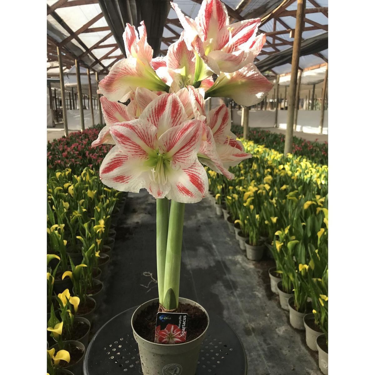 PAZ Y FLORA - Amaryllis Extra 30 cm Natural CT13