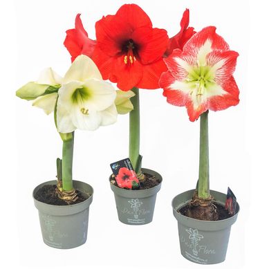 Amaryllis Clsica 30 cm Natural CT13