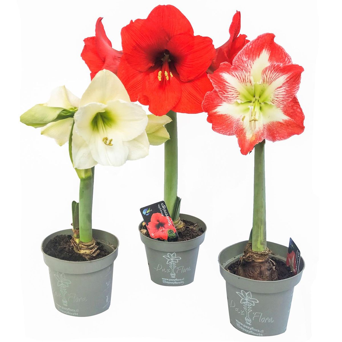 PAZ Y FLORA - Amaryllis Clásica 30 cm Natural CT13