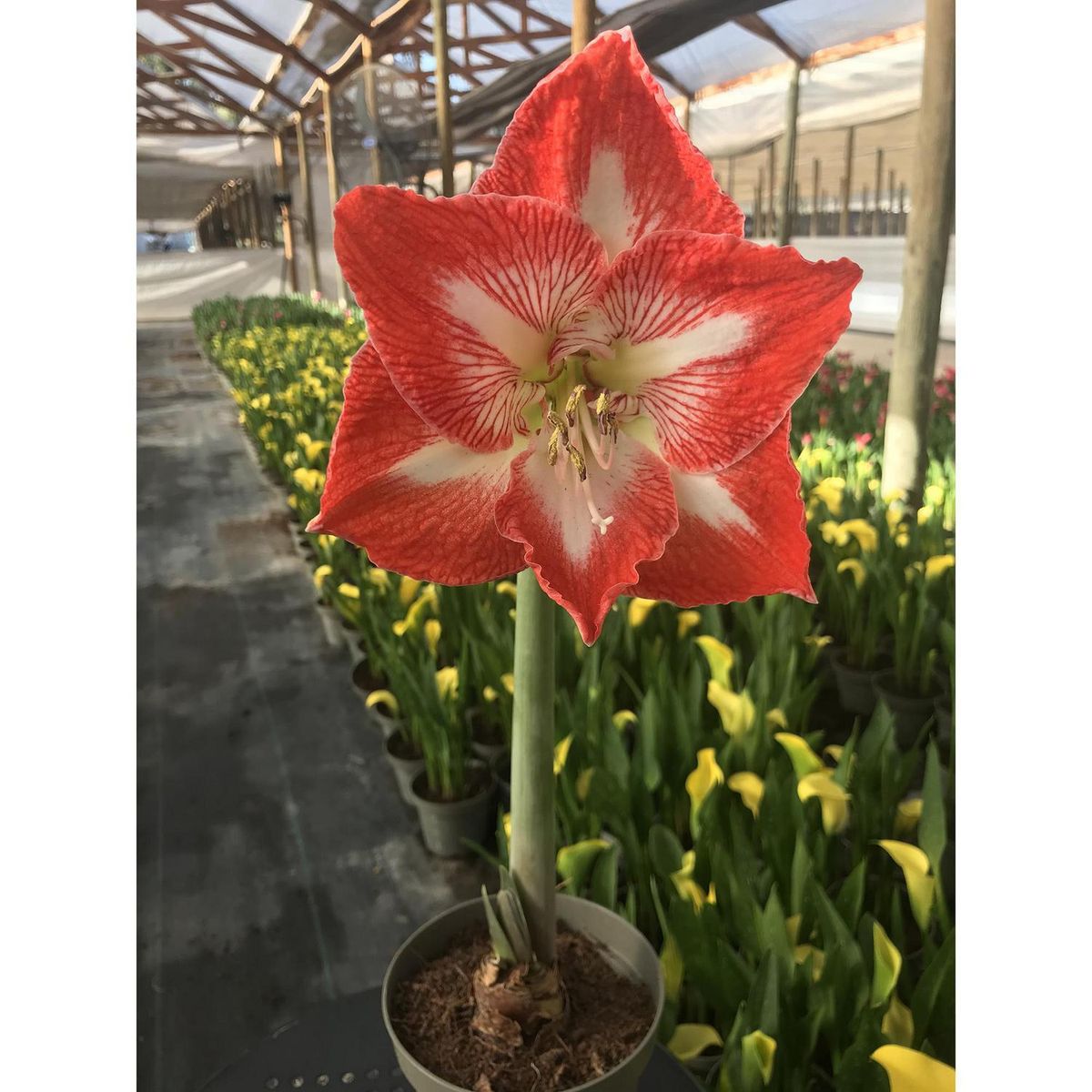 PAZ Y FLORA - Amaryllis Clásica 30 cm Natural CT13