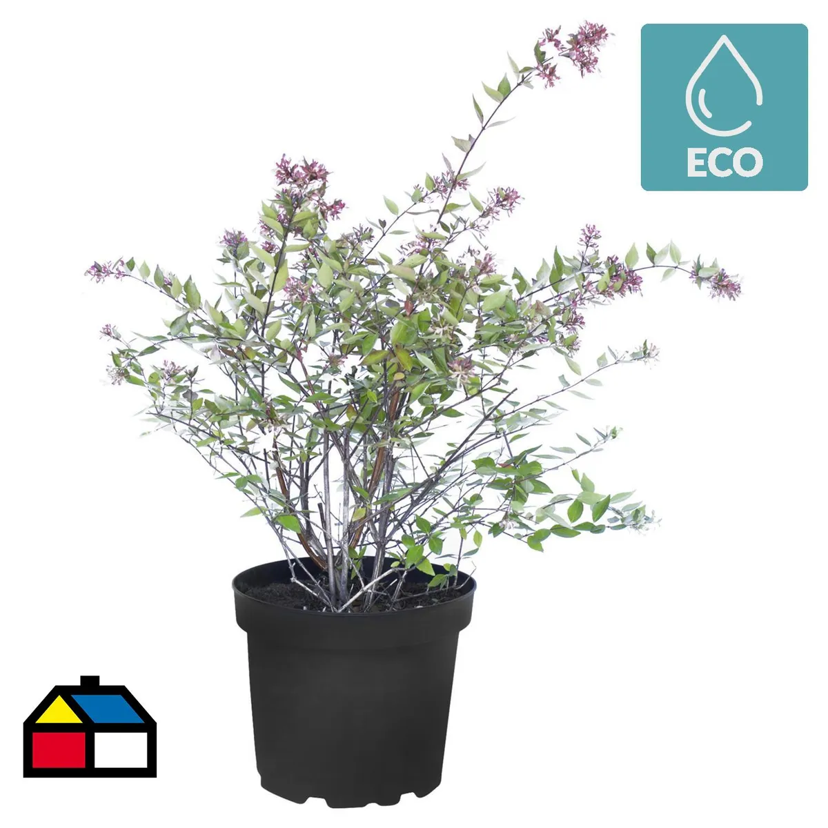 LAS BANDURRIAS - Arbusto Abelia Grandiflora Natural 