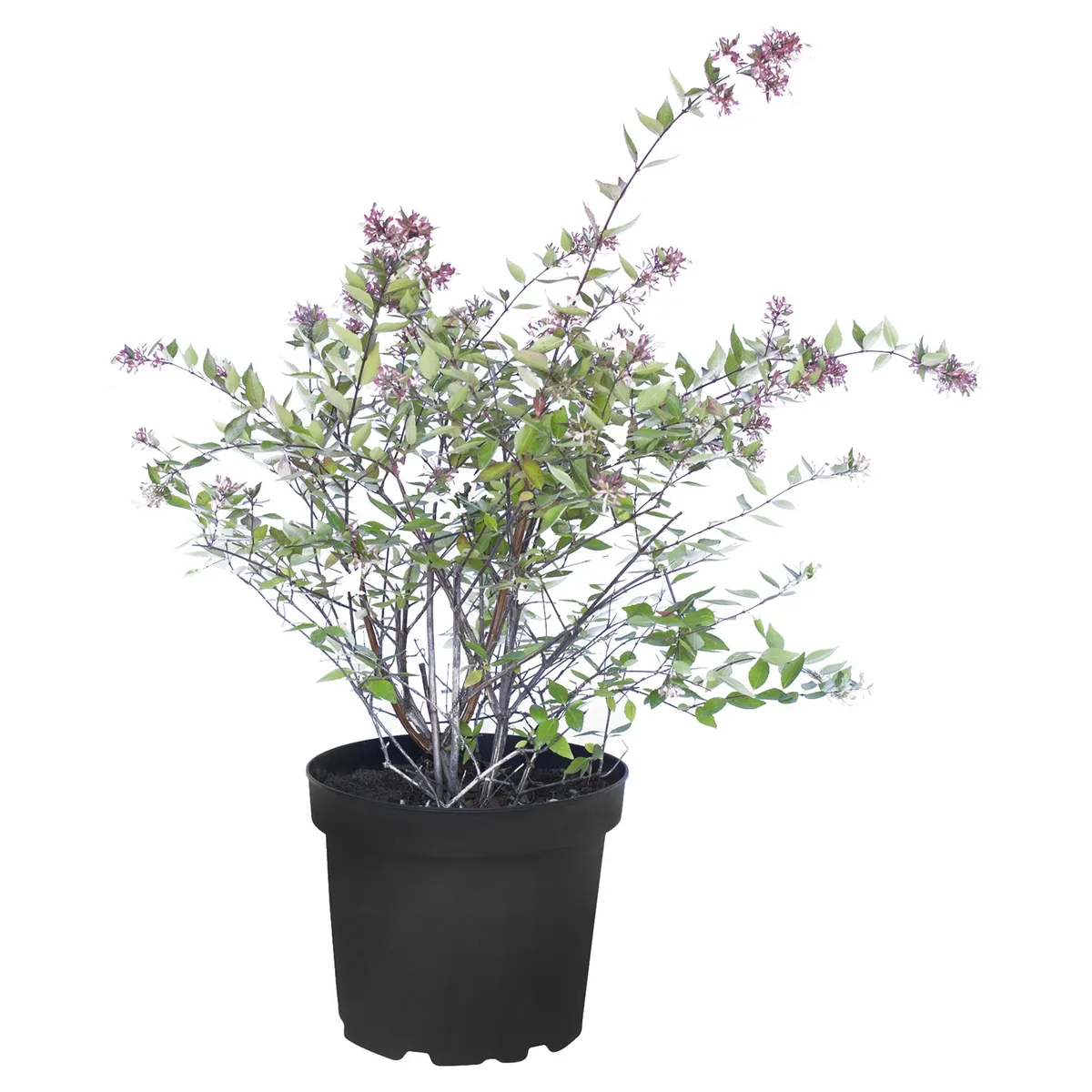 LAS BANDURRIAS - Arbusto Abelia Grandiflora Natural 