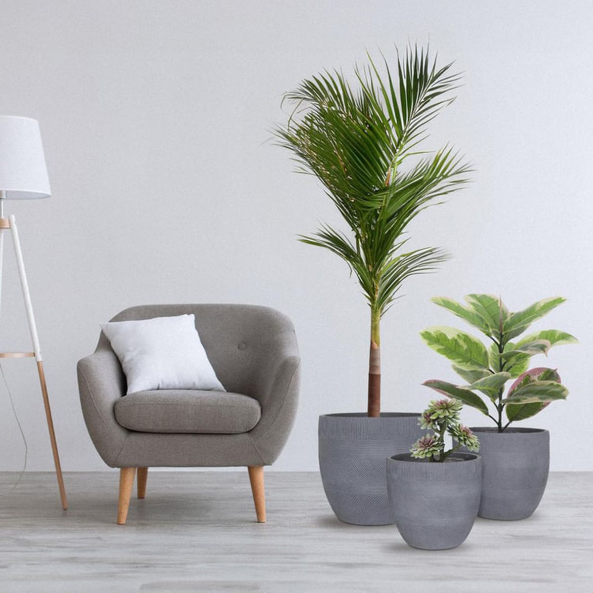 JUST HOME COLLECTION - Macetero Viena