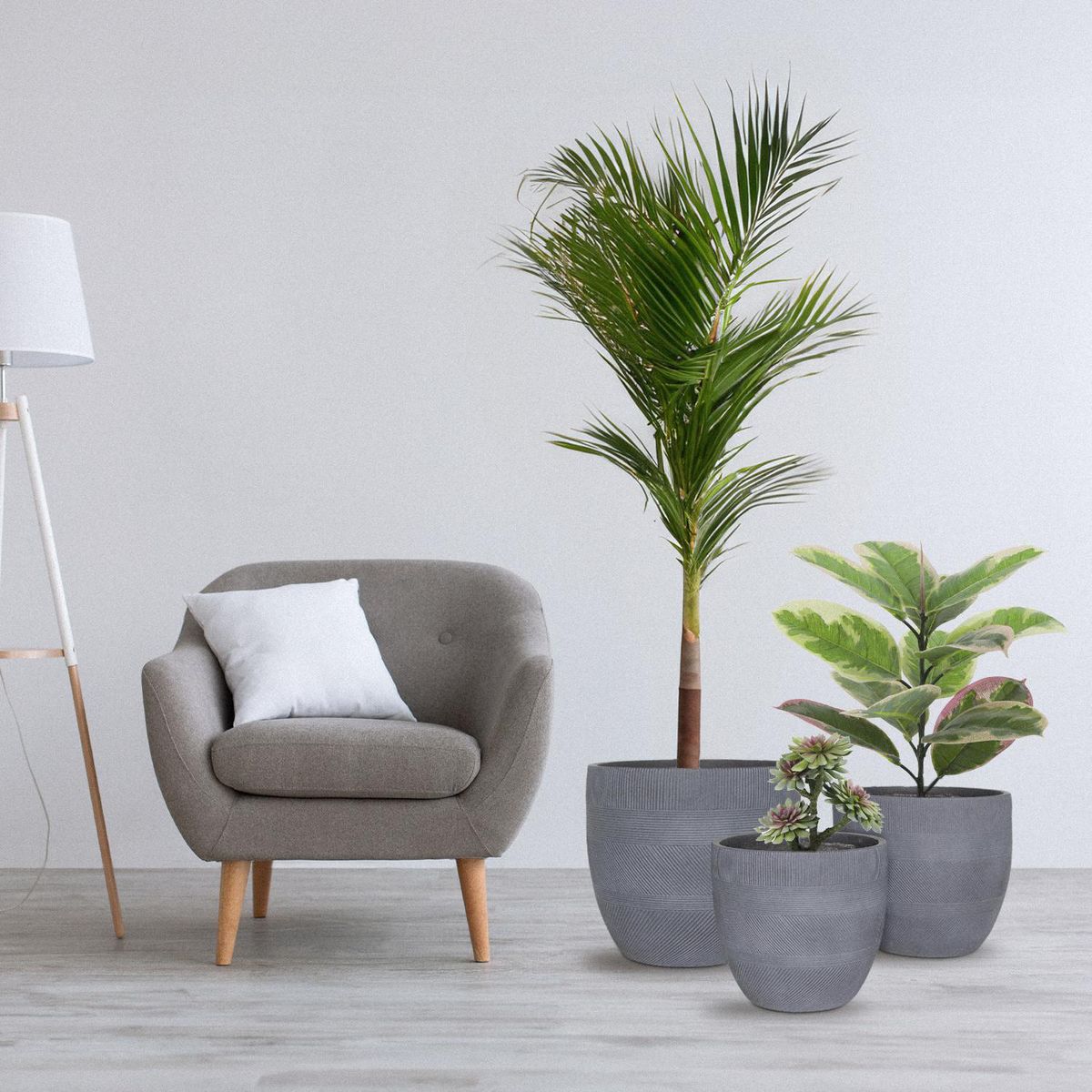 JUST HOME COLLECTION - Macetero Viena