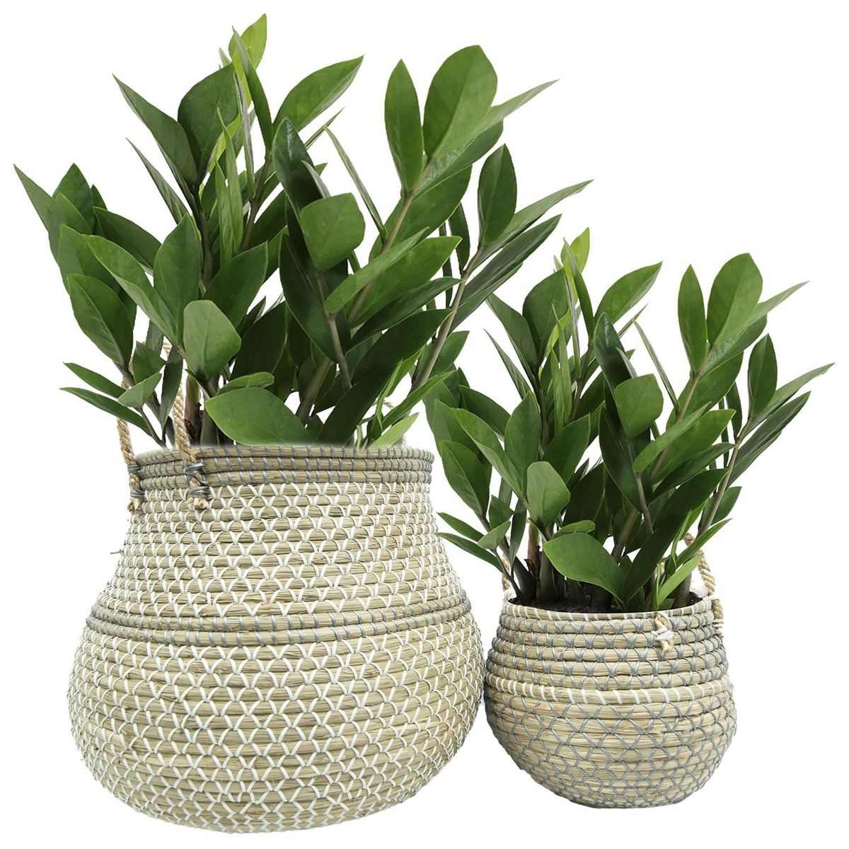 JUST HOME COLLECTION - Set 2 Canastos Marcona