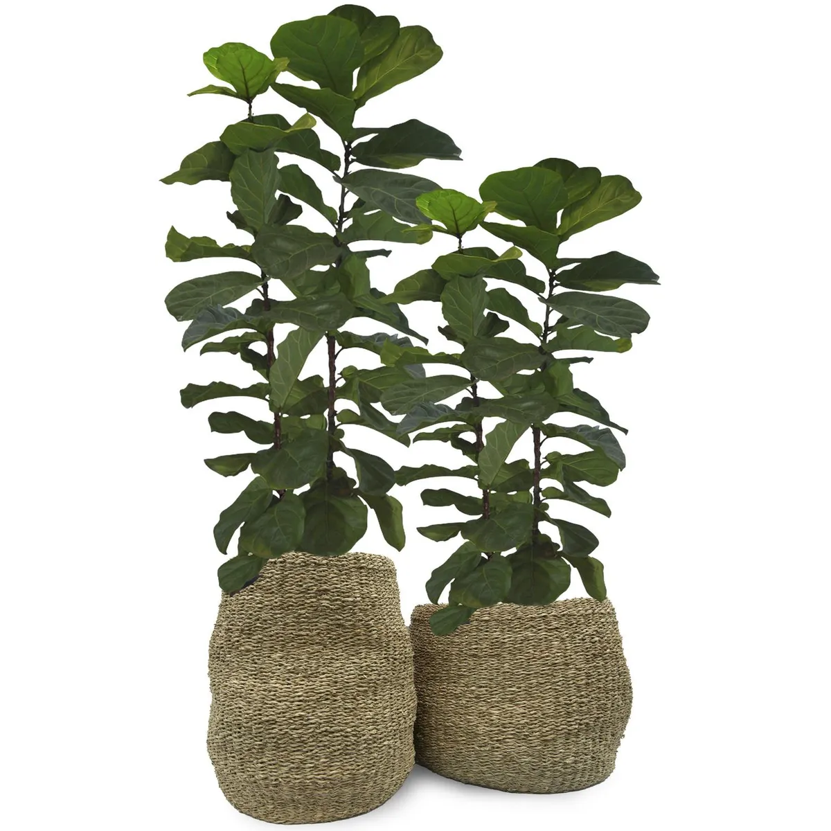 JUST HOME COLLECTION - Set 2 Canastos Catacaos