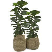 Set 2 Canastos Catacaos