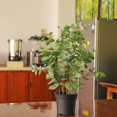 Imagen 2 del producto Planta Artificial Eucaliptus 59 cm Verde