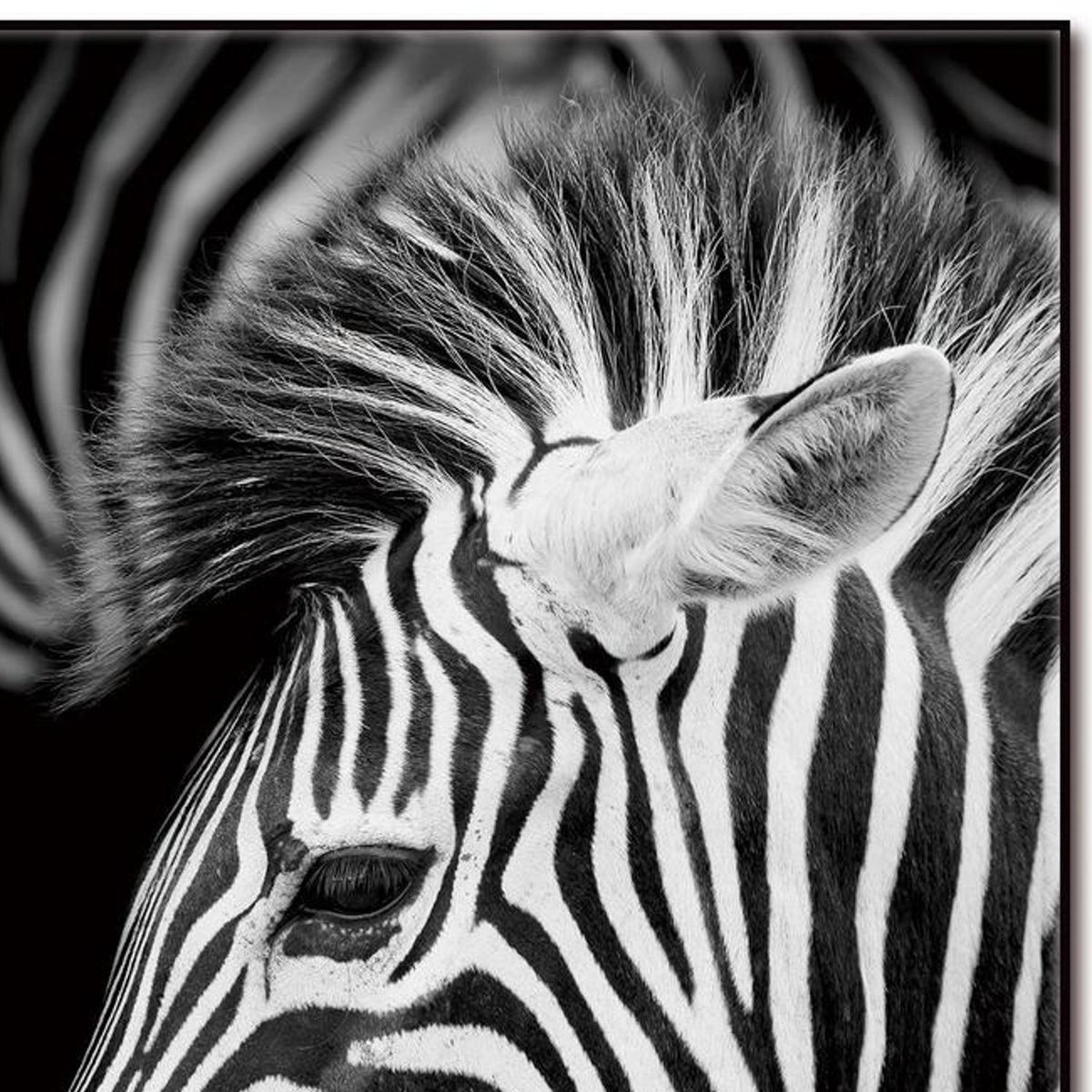 HOMY - Cuadro acrílico cebra 2 50x70 cm