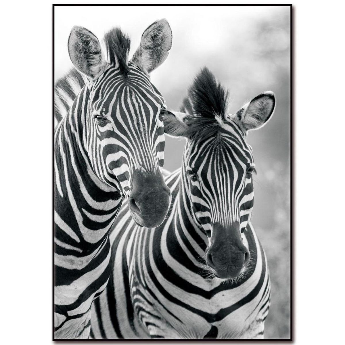 HOMY - Cuadro acrílico cebras 50x70 cm