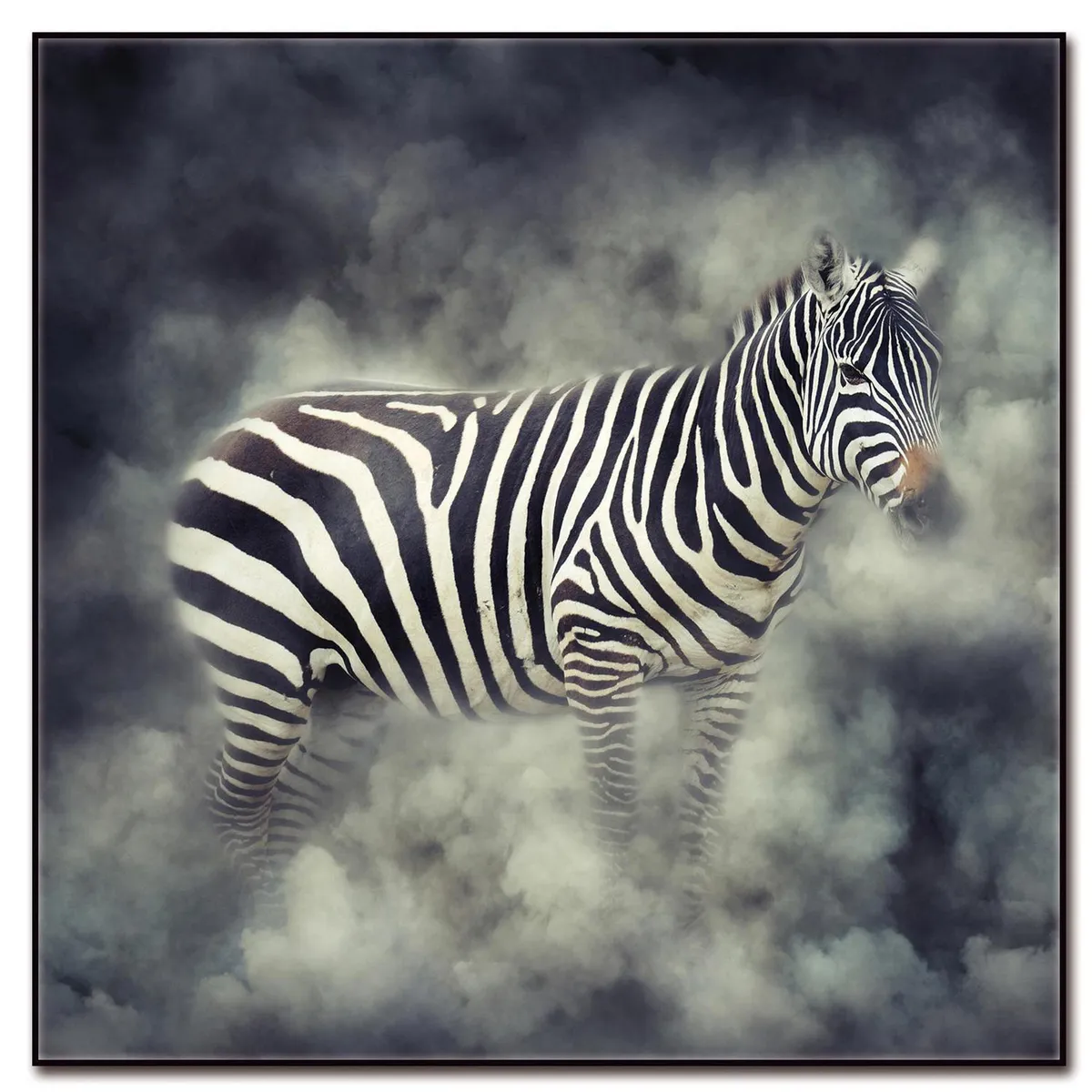 HOMY - Cuadro acrílico zebra 2 50x50 cm