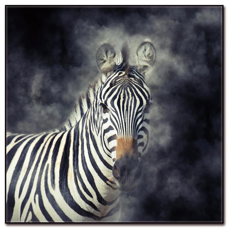 HOMY - Cuadro acrílico zebra 1 50x50 cm
