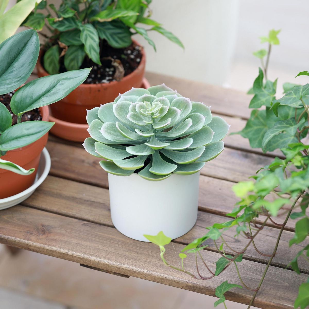 JUST HOME COLLECTION - Suculenta Artificial 18 cm Verde