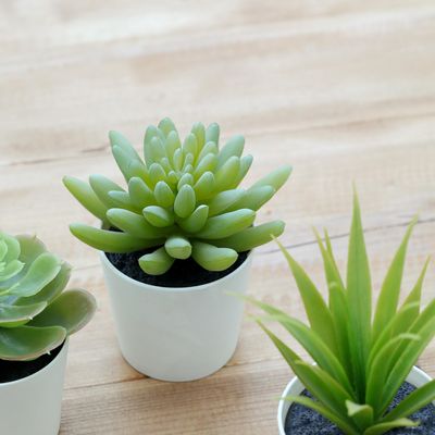 Imagen 2 del producto Set 2 Suculentas Artificiales 14 cm Verde