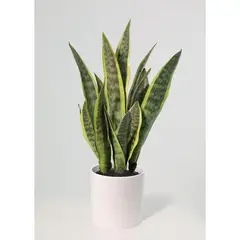 JUST HOME COLLECTION - Planta artificial sansevieria 70 cm