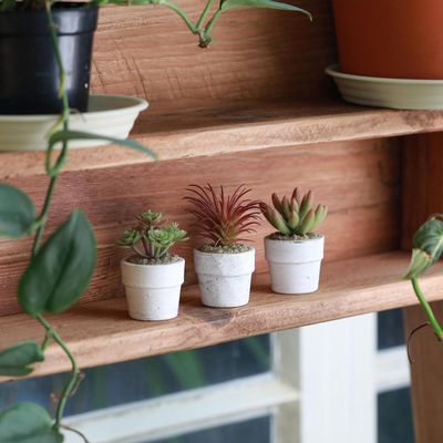 Imagen 2 del producto Set 3 Suculentas Artificiales 7 cm Verde