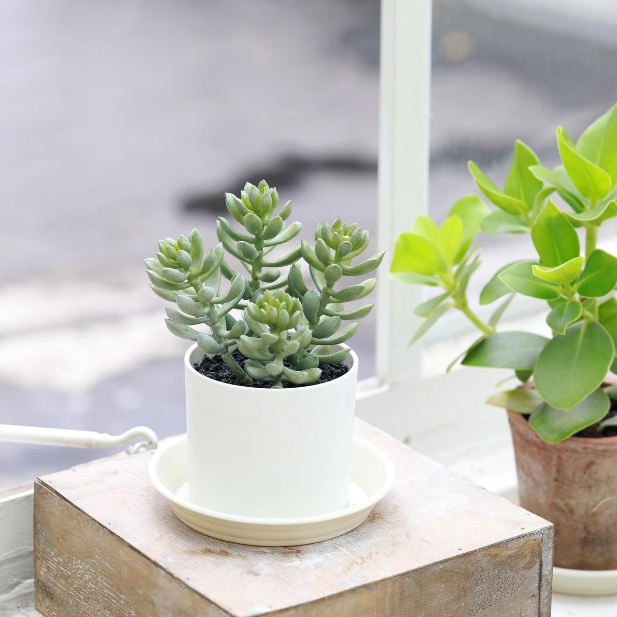 JUST HOME COLLECTION - Suculenta Artificial 20 cm Verde