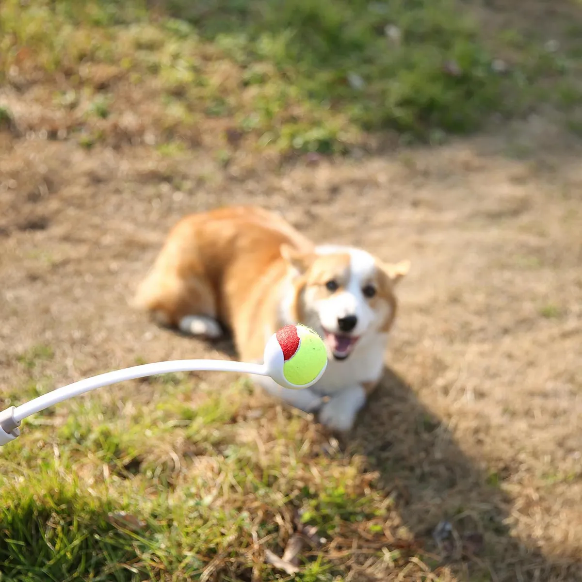 PETIZOOS - Juguete para perros lanza pelotas