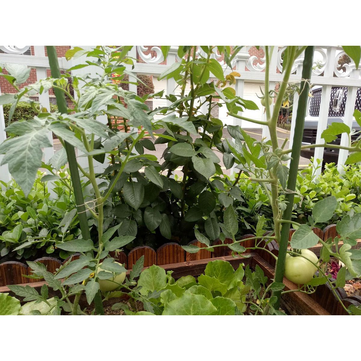 ERGO - Tutor plástico 16mm 1,8m