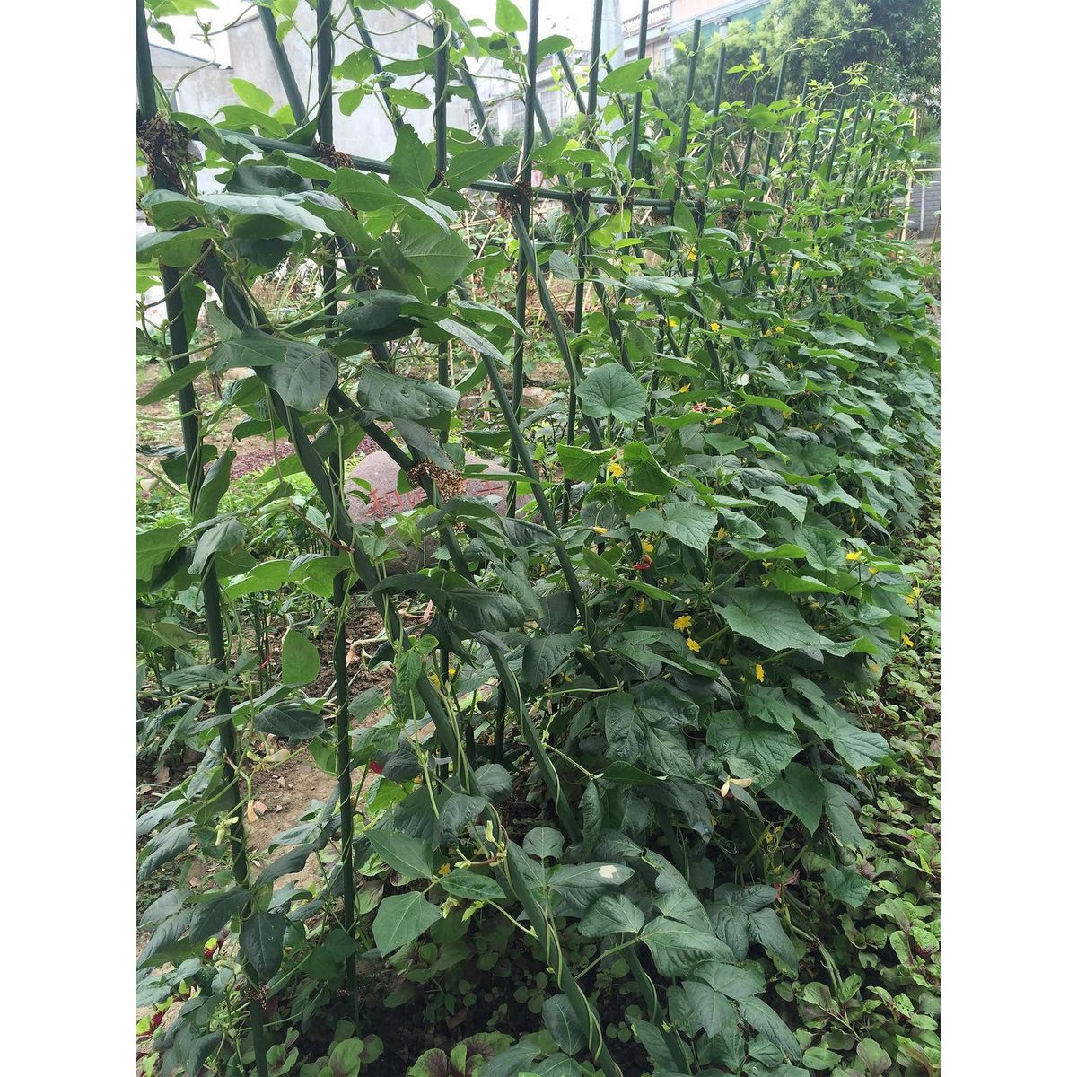 ERGO - Tutor plástico 11mm 1,2m