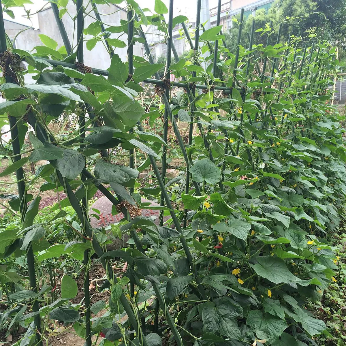 ERGO - Tutor plástico 11mm 1,5m