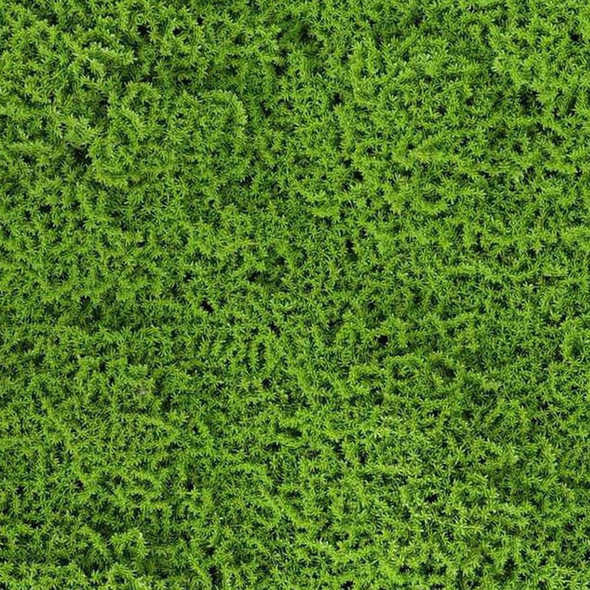 JUST HOME COLLECTION - Jardín vertical musgo 50x50cm