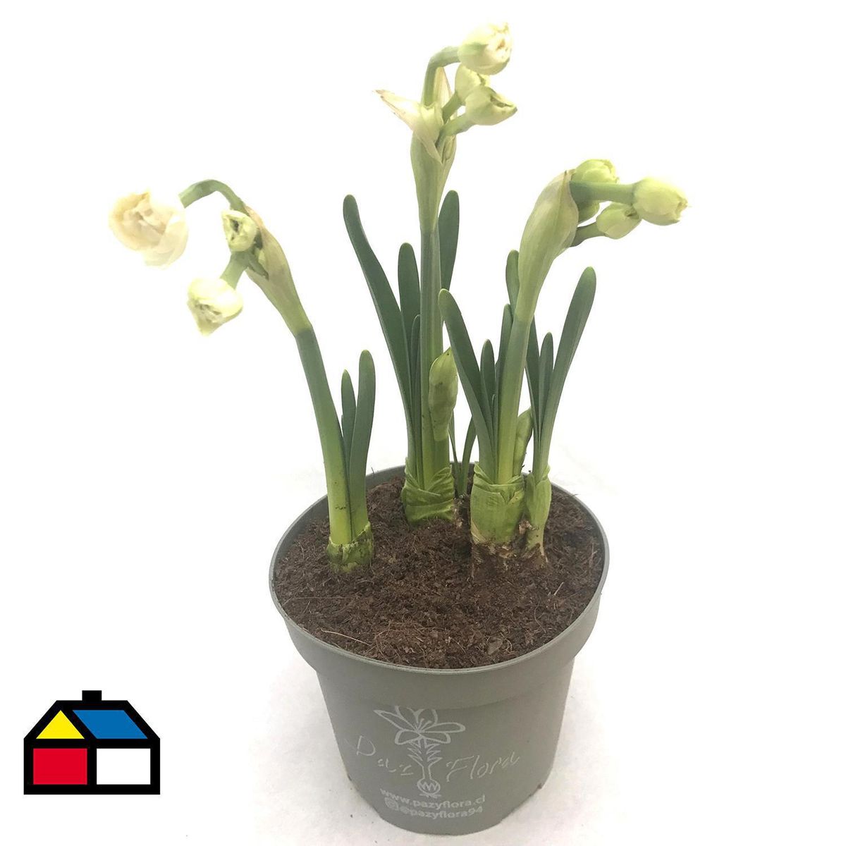 PAZ Y FLORA - Narciso x 3 Bulbos 30 cm Natural CT13