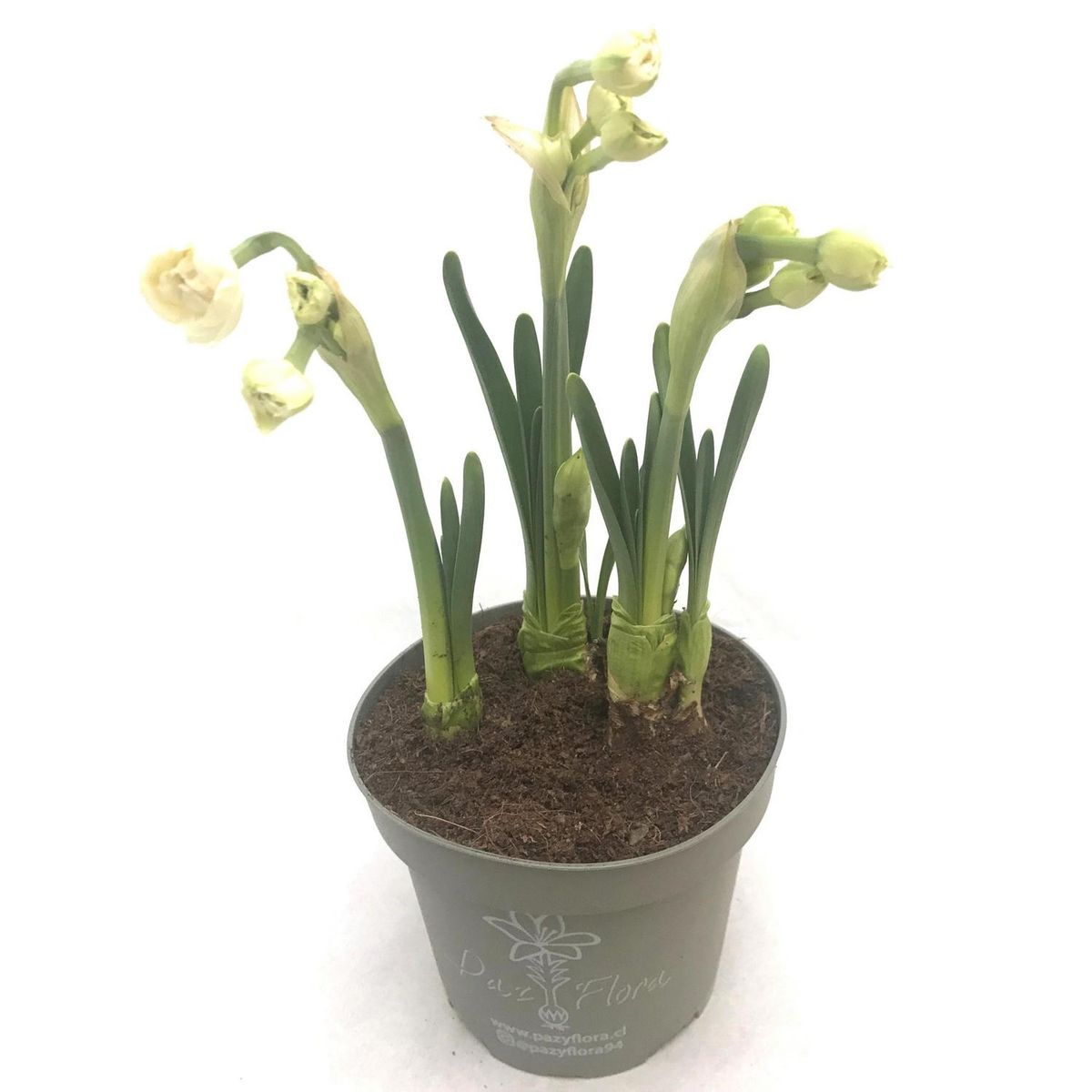 PAZ Y FLORA - Narciso x 3 Bulbos 30 cm Natural CT13