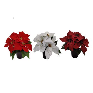 Poinsettia con base 24 cm surtido