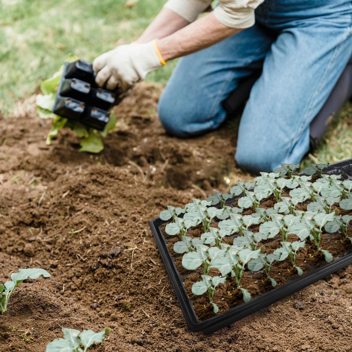 ERGO - Bandeja cultivo 50 cavidades 4,5 cm