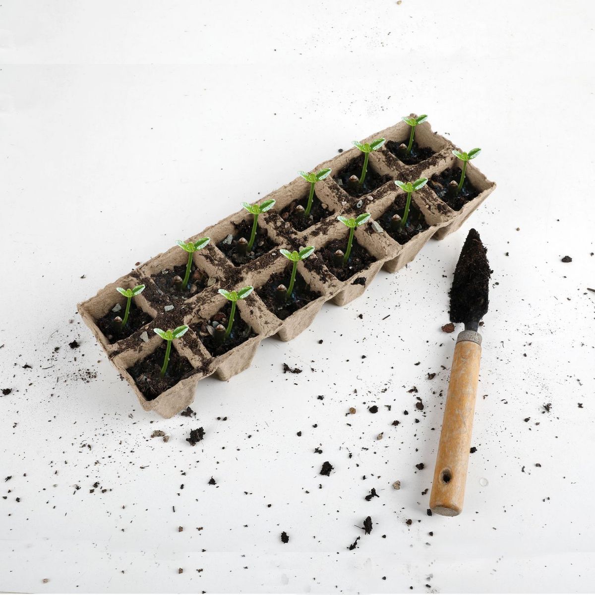 ERGO - Bandeja De Cultivo Semillero 12 Cavidades 4X4 Cm