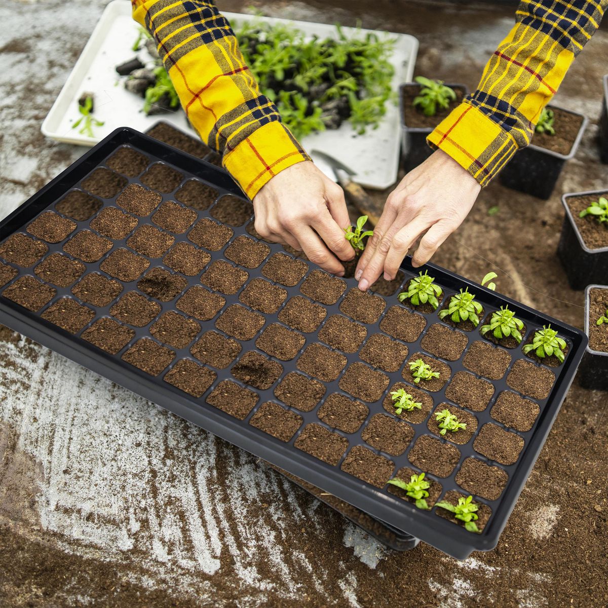 ERGO - Bandeja cultivo 72 cavidades 4 cm