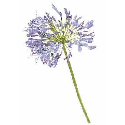 Planta Agapanto 20 cm Natural CT17