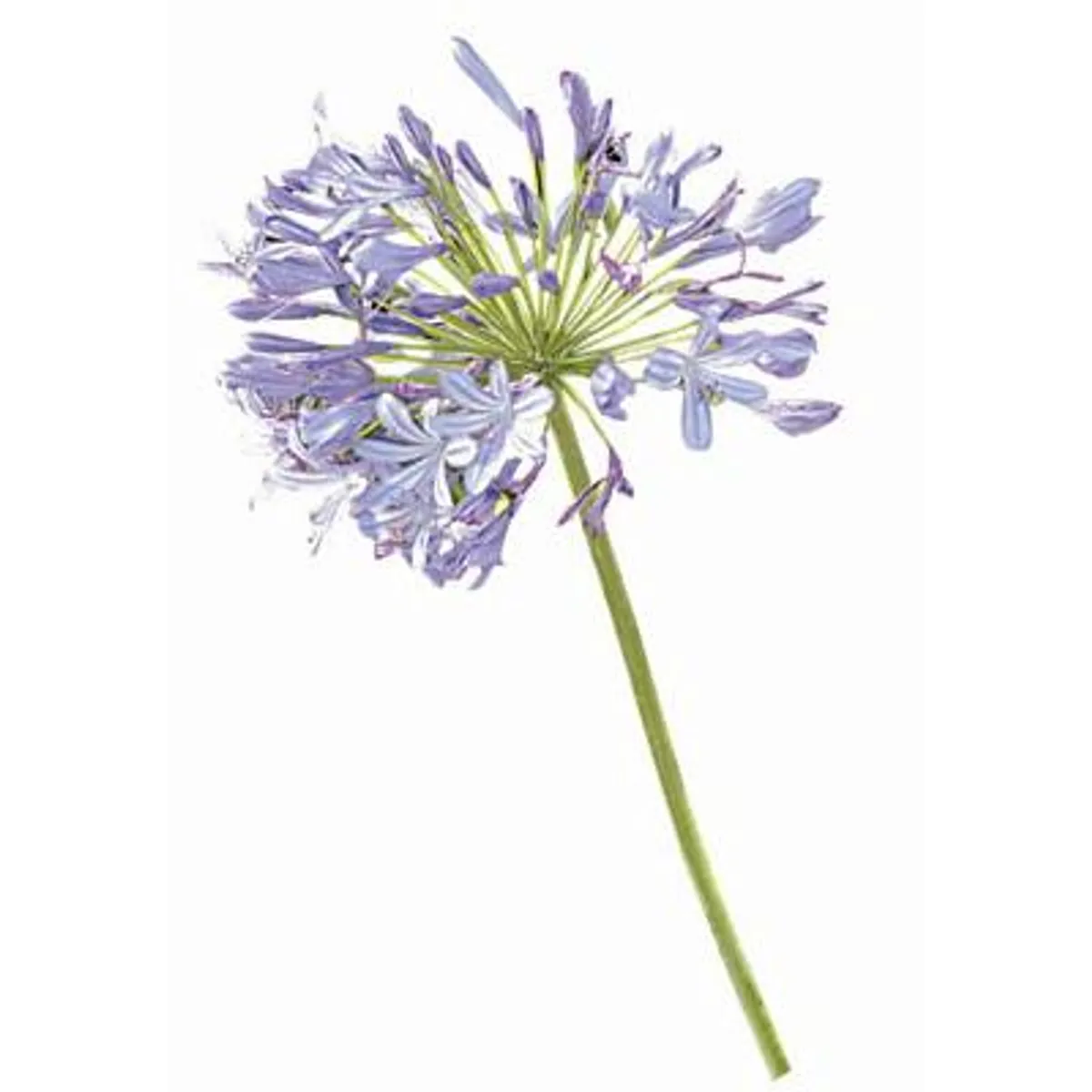 LAS BANDURRIAS - Planta Agapanto 20 cm Natural CT17