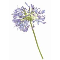 Planta Agapanto 20 cm Natural CT17