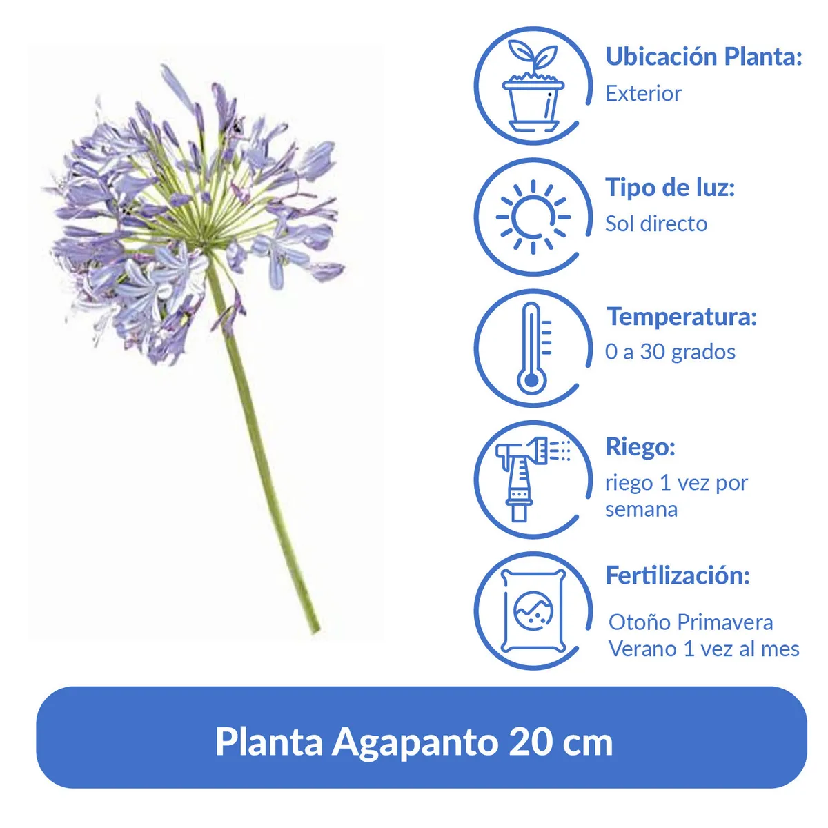 LAS BANDURRIAS - Planta Agapanto 20 cm Natural CT17