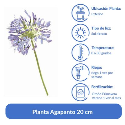 Imagen 2 del producto Planta Agapanto 20 cm Natural CT17