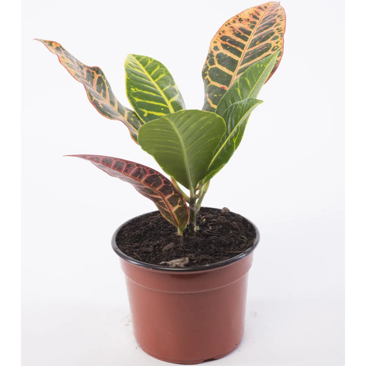 VIVEROS HIJUELAS - Crotón 0.2 m Natural CT14