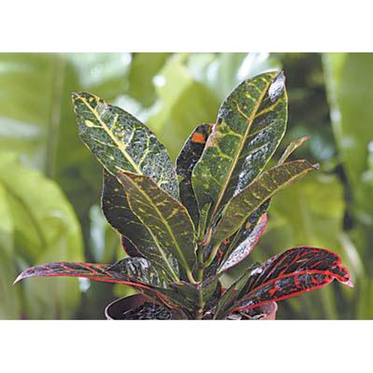 VIVEROS HIJUELAS - Crotón 0.2 m Natural CT14