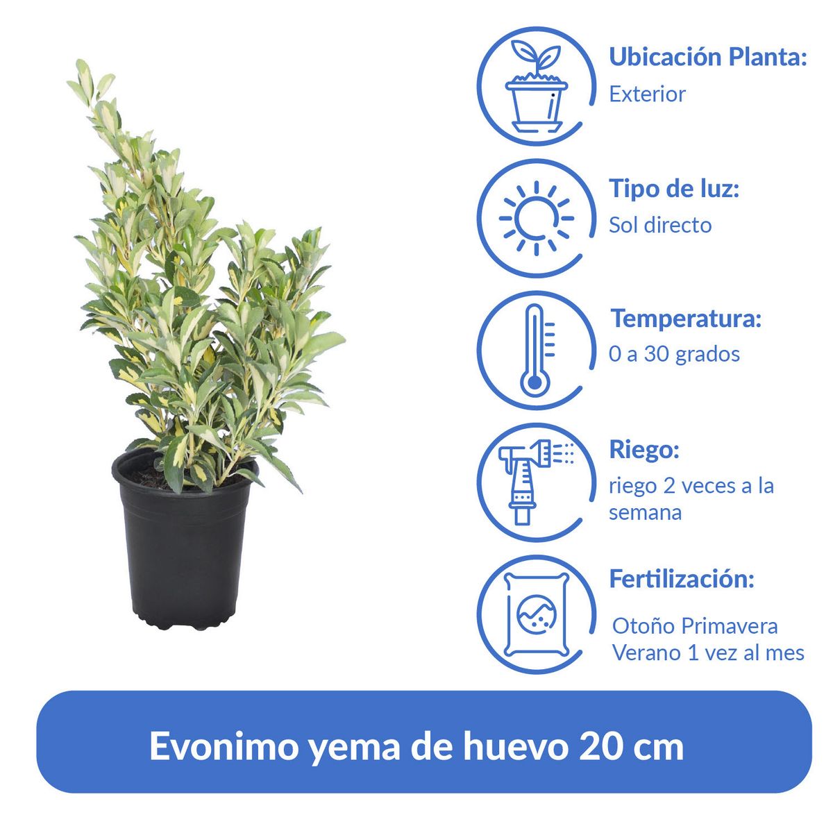 LAS BANDURRIAS - Arbusto Evonimo Yema de Huevo Natural 