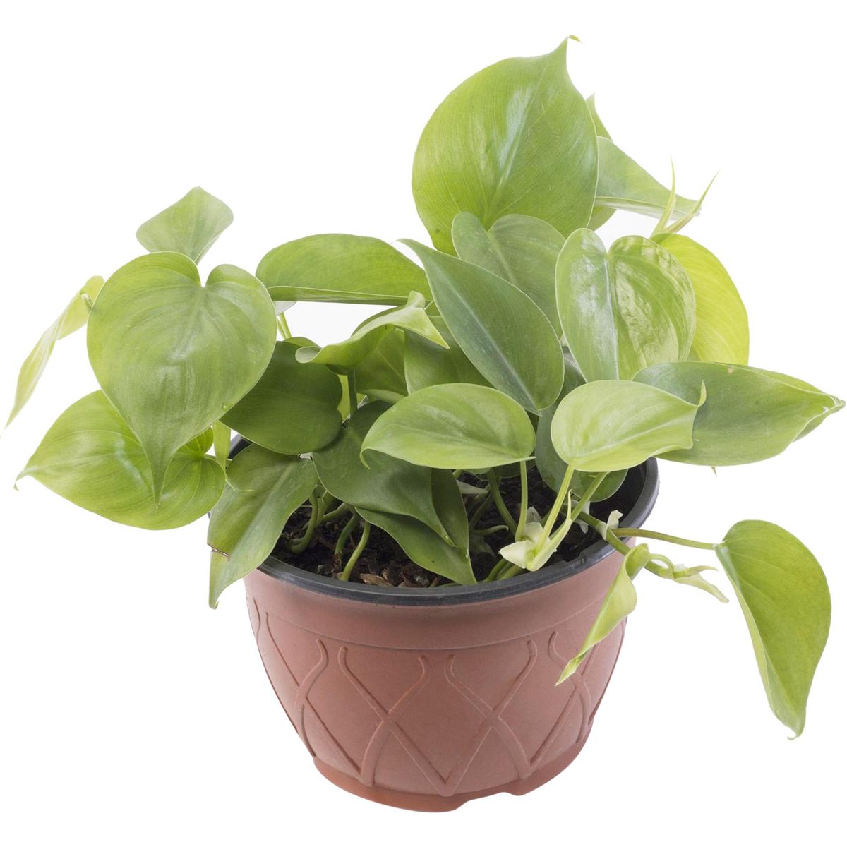 VIVEROS HIJUELAS - Philodendro Cordatum 20 cm Natural CT18