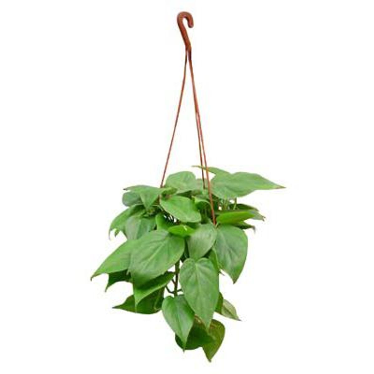 VIVEROS HIJUELAS - Philodendro Cordatum 20 cm Natural CT18